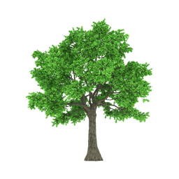 picture of Plant/Tree installation service